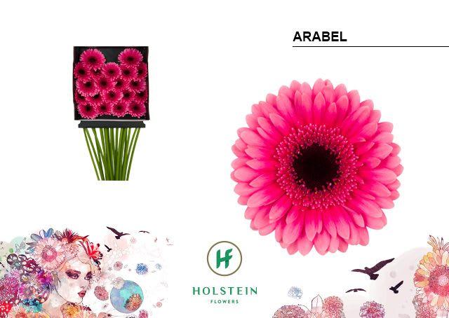 Срезанные цветы оптом Germini diamond arabel от 20шт из Голландии с доставкой по России