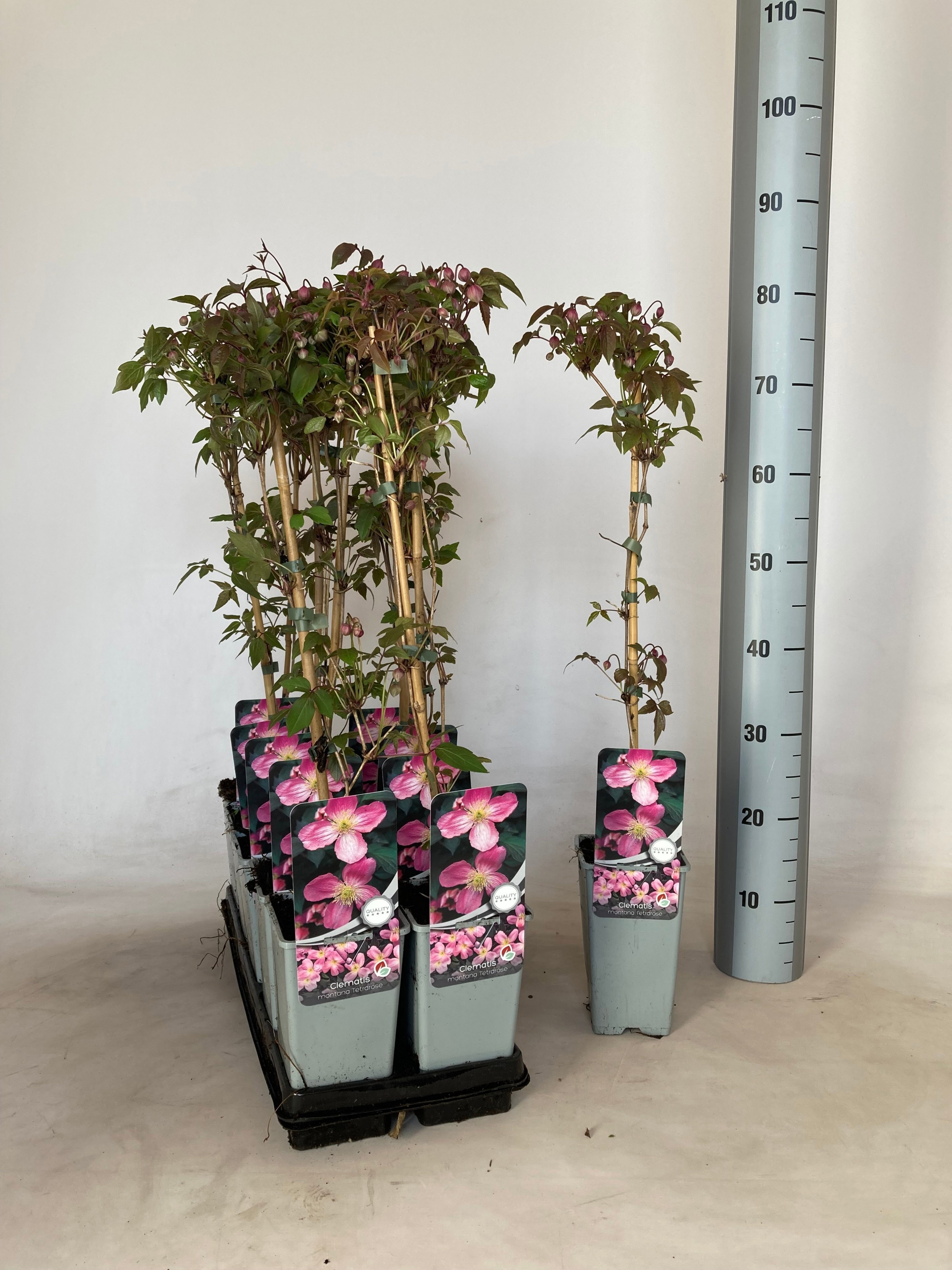 Горшечные цветы и растения оптом Clem Mo Tetrarose от 10шт из Голландии с доставкой по России