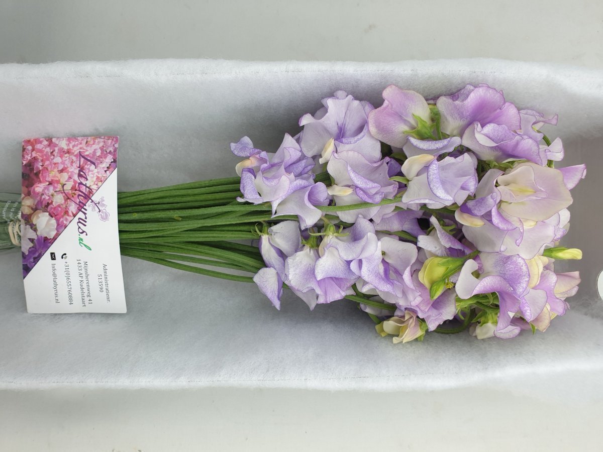 Срезанные цветы оптом Lathyrus lavendel wedding от 30шт. из Голландии с доставкой по России