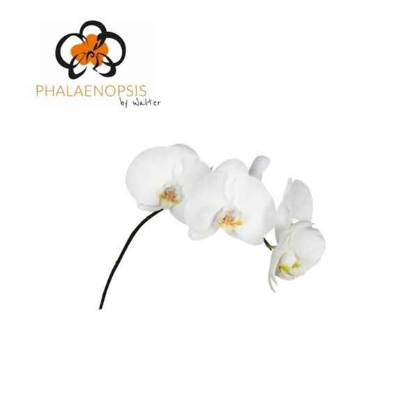 Срезанные цветы оптом Phalaenopsis sensation white (per stem) от 20шт из Голландии с доставкой по России