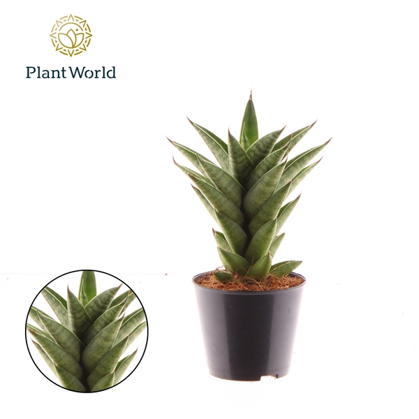 Горшечные цветы и растения оптом Sansevieria Starshooter от 12шт (для телеги) из Голландии с доставкой по России