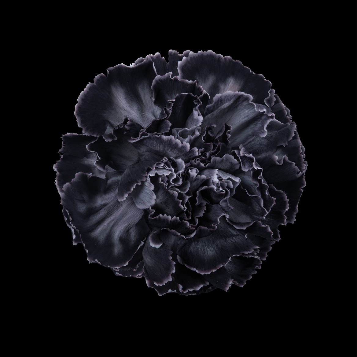Срезанные цветы оптом Dianthus st paint black от 80шт из Голландии с доставкой по России