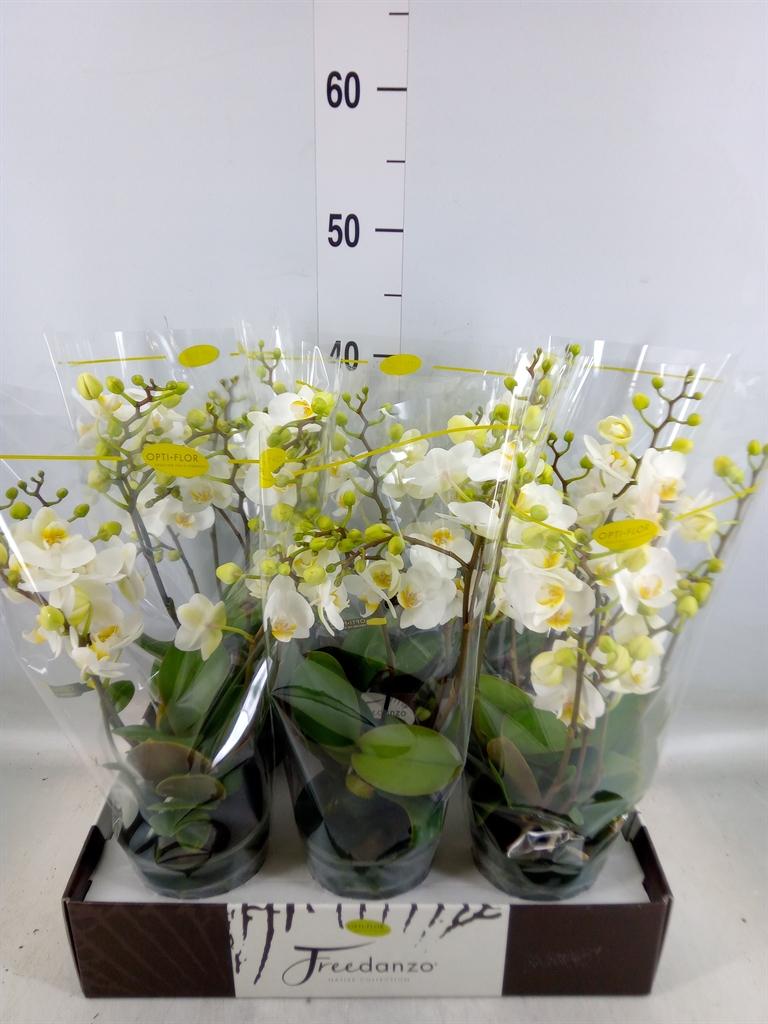 Горшечные цветы и растения оптом Phalaenopsis Multi.   ...white от 6шт из Голландии с доставкой по России