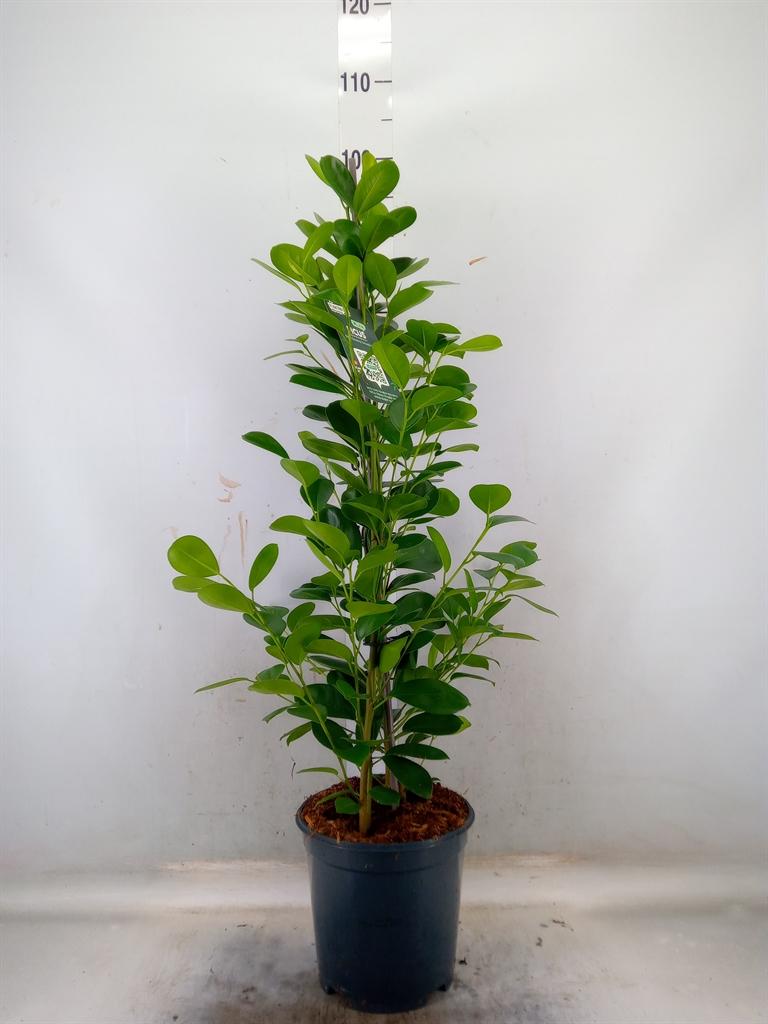 Горшечные цветы и растения оптом Ficus Moclame от 1шт из Голландии с доставкой по России