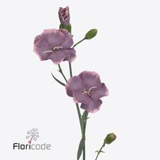 Срезанные цветы оптом Dianthus sp solomio bono от 100шт из Голландии с доставкой по России