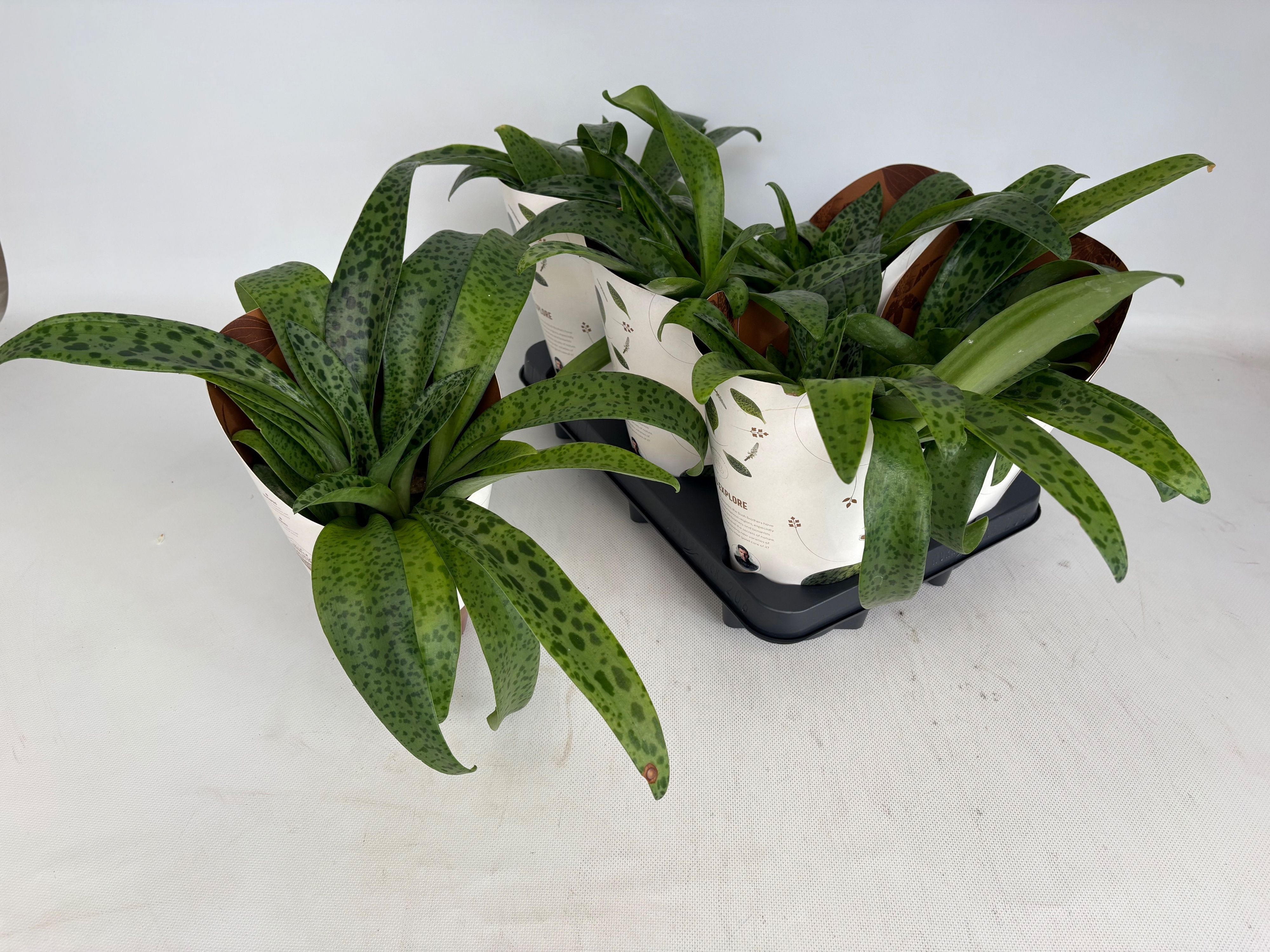 Горшечные цветы и растения оптом Drimiopsis Maculata от 6шт из Голландии с доставкой по России