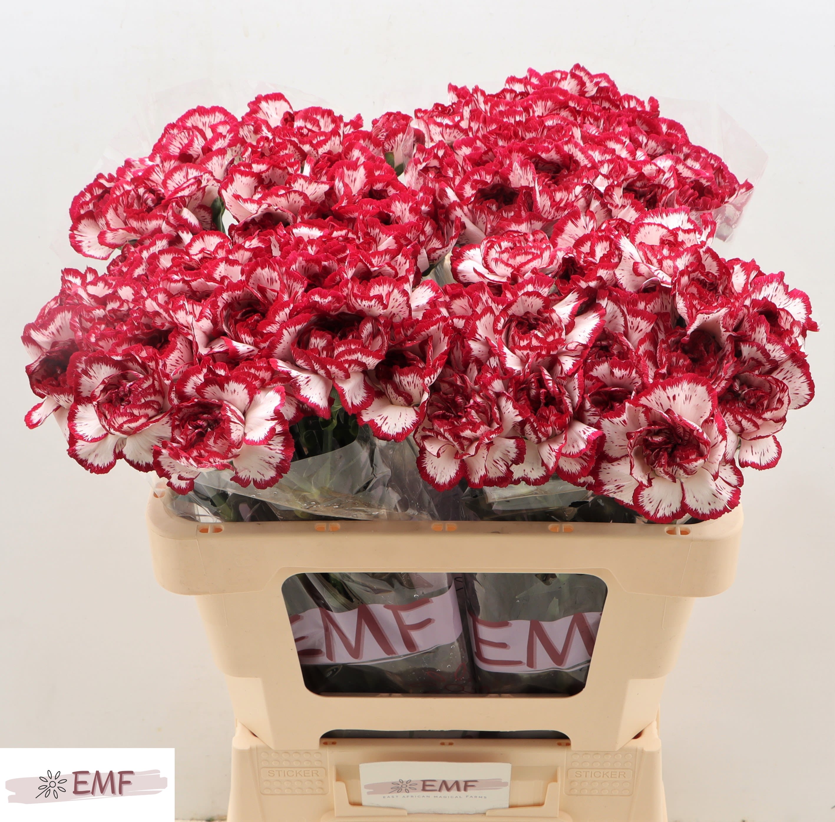 Срезанные цветы оптом Dianthus st baccarat от 80шт из Голландии с доставкой по России