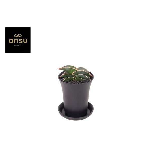 Горшечные цветы и растения оптом Sansevieria Almond Silver Sweet In Sierpot от 9шт (для телеги) из Голландии с доставкой по России
