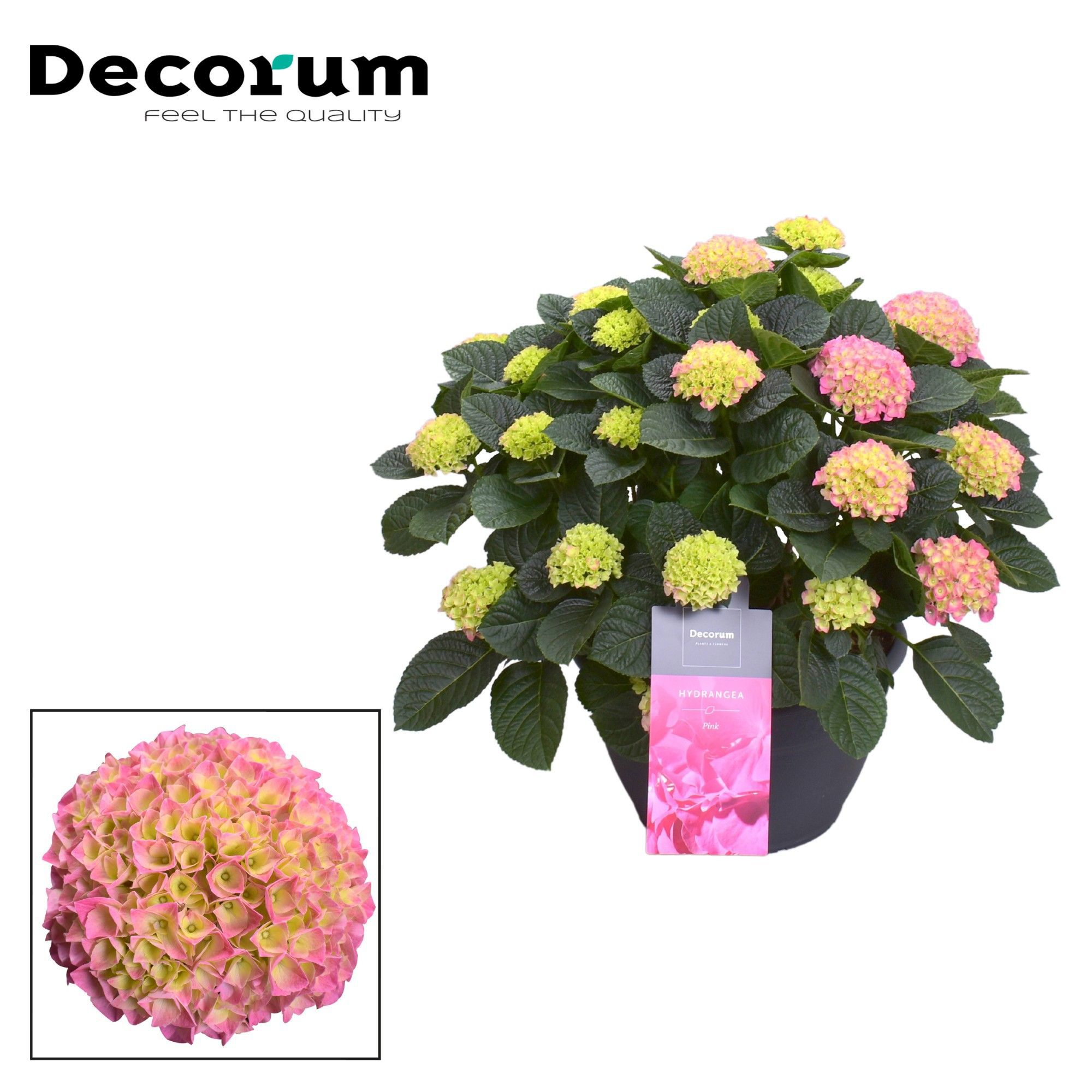 Горшечные цветы и растения оптом Hydrangea Pink 20+ (decorum) от 1шт из Голландии с доставкой по России