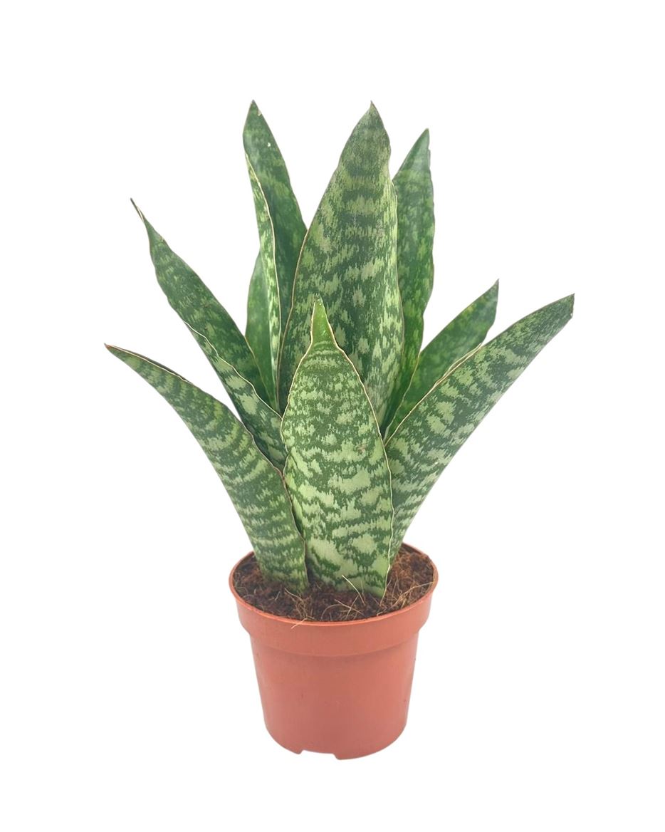 Горшечные цветы и растения оптом Sansevieria Aubrytiana 12 Cm от 10шт из Голландии с доставкой по России