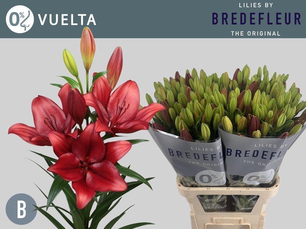 Срезанные цветы оптом Lilium la vuelta от 50шт из Голландии с доставкой по России