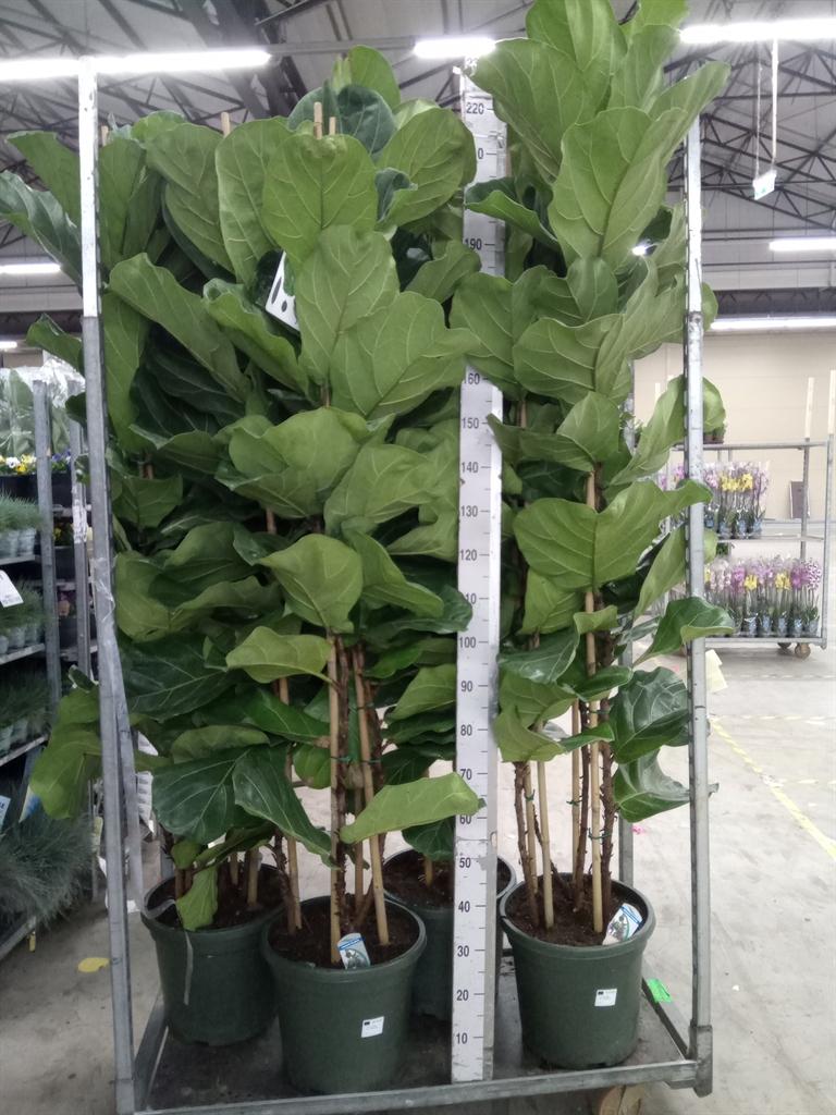 Горшечные цветы и растения оптом Ficus Lyrata от 1шт из Голландии с доставкой по России