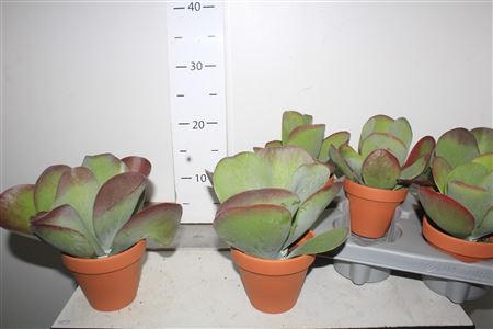 Горшечные цветы и растения оптом Kalanchoe Thyrsifl In Terracotta Pot от 6шт из Голландии с доставкой по России