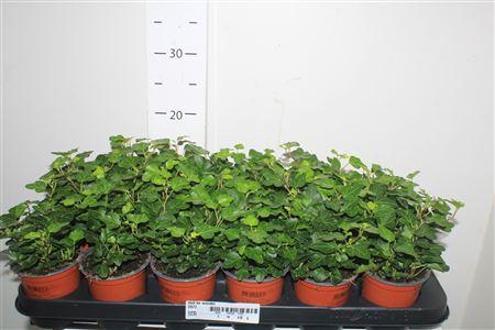 Горшечные цветы и растения оптом Hed He Wonder от 18шт (для телеги) из Голландии с доставкой по России