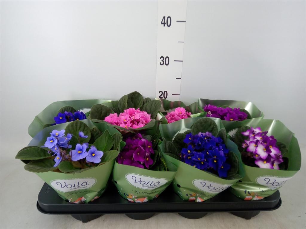 Горшечные цветы и растения оптом Saintpaulia ...mix от 8шт (для телеги) из Голландии с доставкой по России Горшечные цветы и растения оптом Saintpaulia ...mix от 8шт (для телеги) из Голландии с доставкой по России