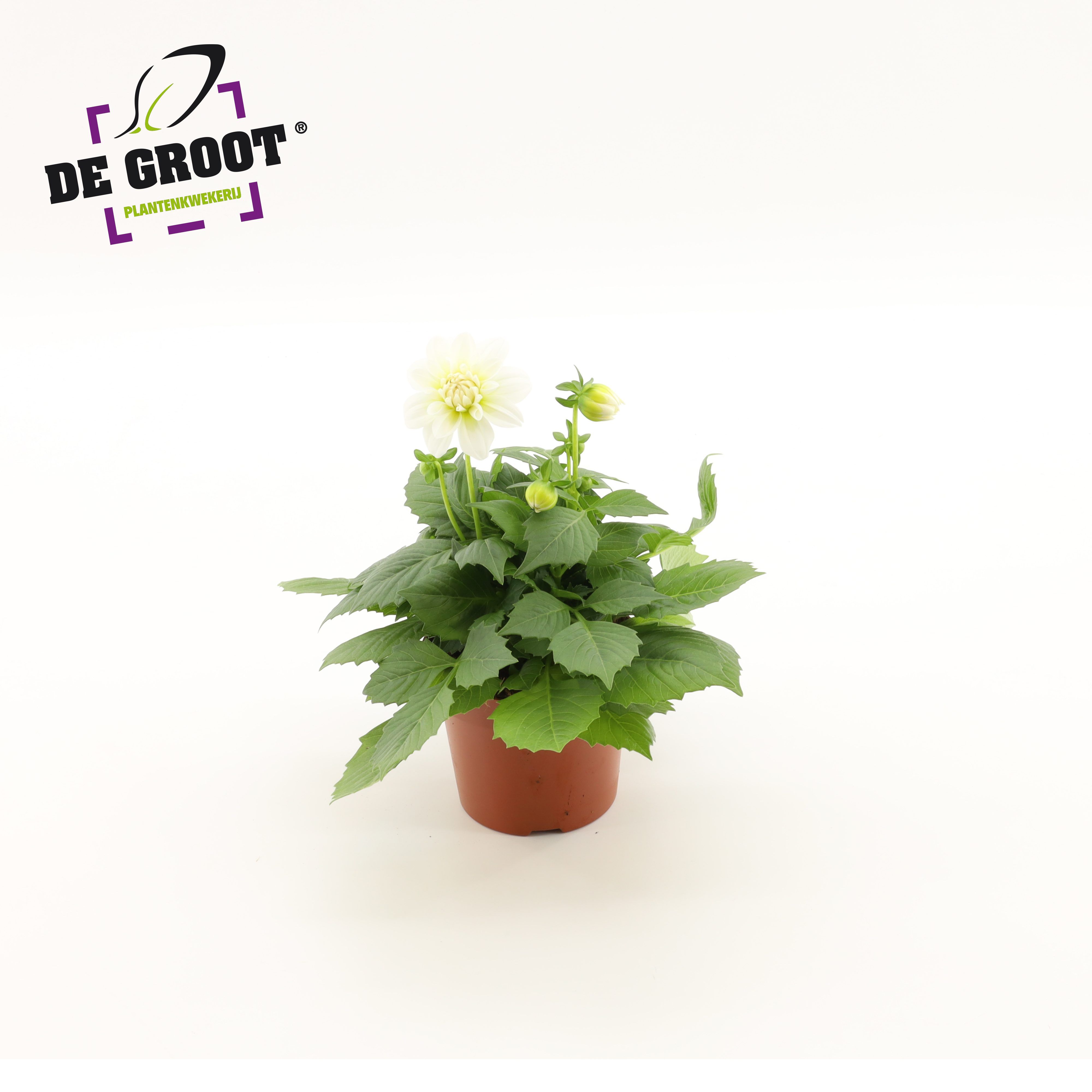 Горшечные цветы и растения оптом Dahlia White от 8шт из Голландии с доставкой по России