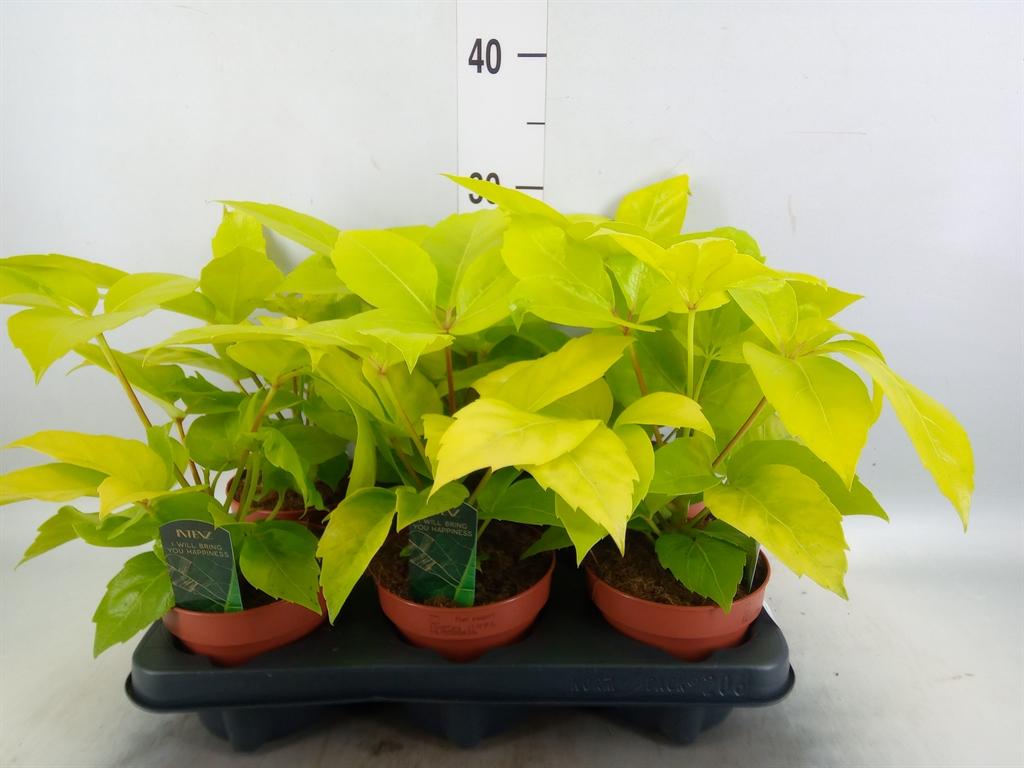 Горшечные цветы и растения оптом Schefflera Actin. от 6шт из Голландии с доставкой по России