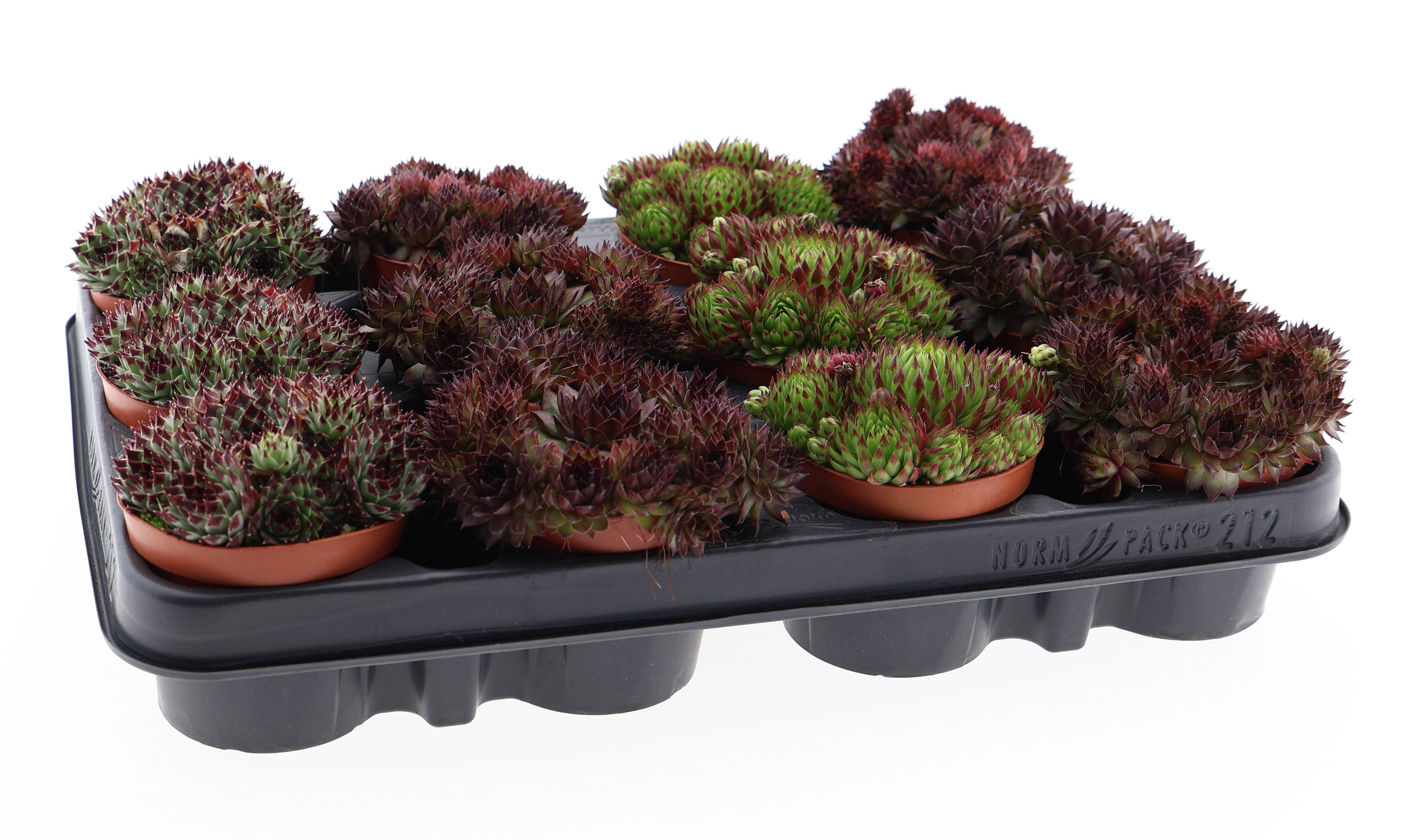 Горшечные цветы и растения оптом Sempervivum Mix от 12шт (для телеги) из Голландии с доставкой по России