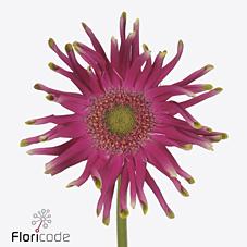 Срезанные цветы оптом Germini pastini milazzo от 40шт из Голландии с доставкой по России