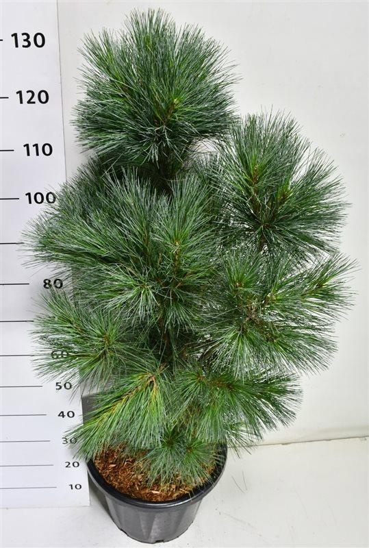 Горшечные цветы и растения оптом Pinus Wallichiana densa Hill от 1шт из Голландии с доставкой по России