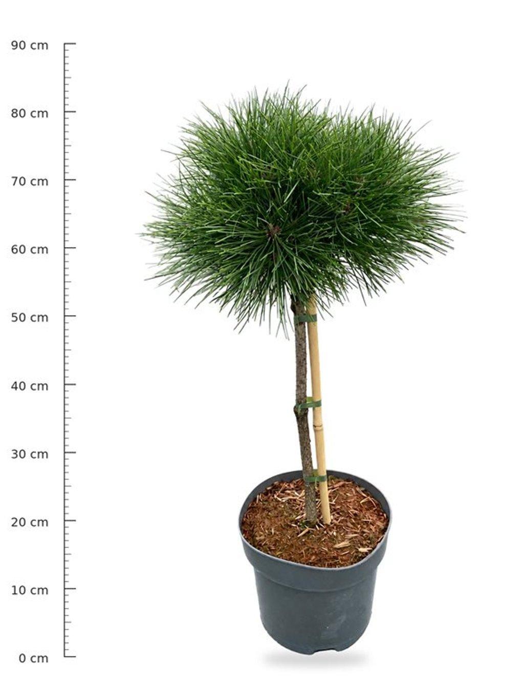 Горшечные цветы и растения оптом Pinus Nigra Pierrick Bregeon On Stem от 1шт из Голландии с доставкой по России