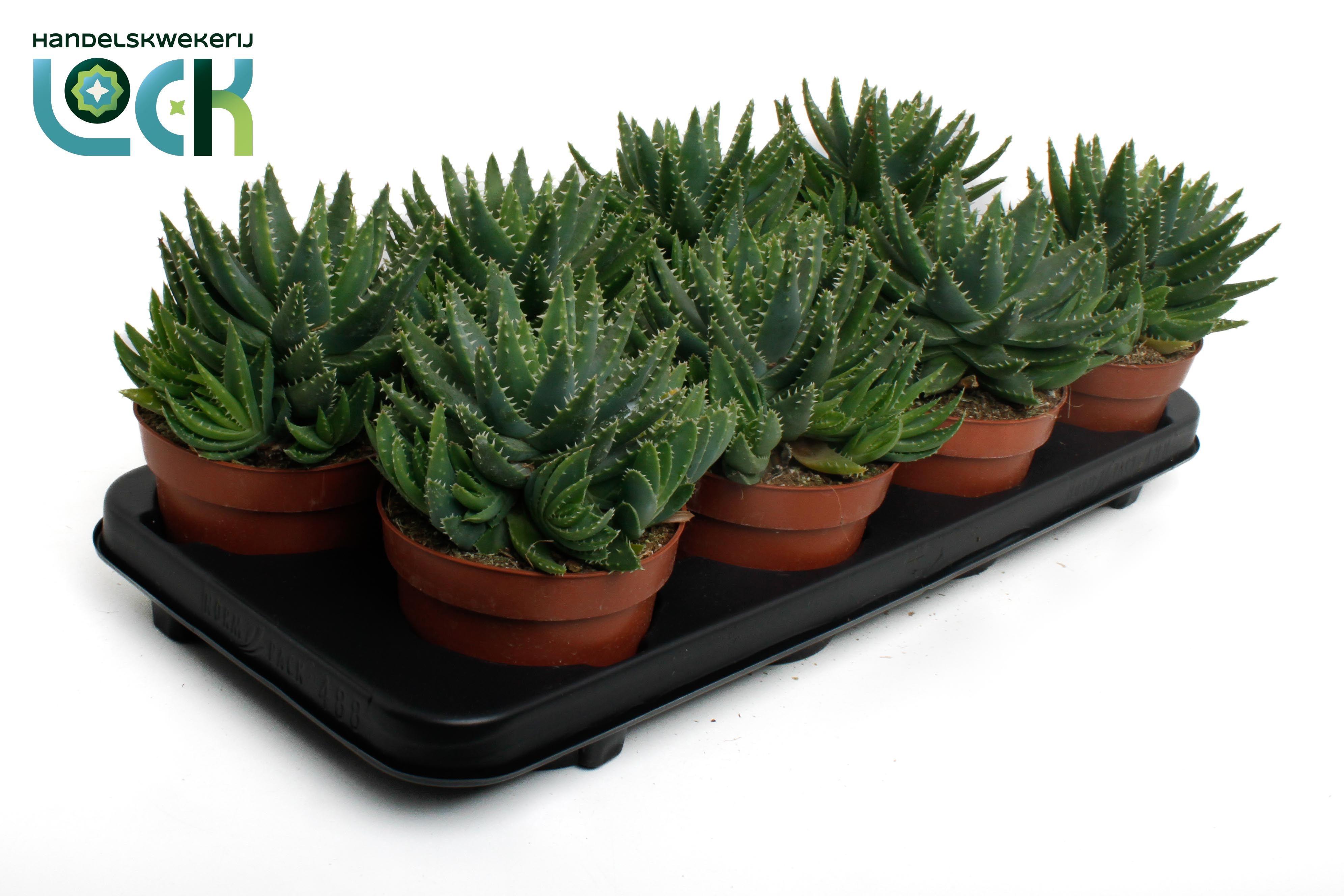 Горшечные цветы и растения оптом Aloe Brevifolia от 6шт из Голландии с доставкой по России