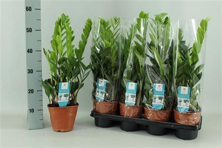 Горшечные цветы и растения оптом Zamioculcas 4+ от 7шт из Голландии с доставкой по России