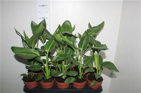 Горшечные цветы и растения оптом Strelitzia Reginae от 10шт из Голландии с доставкой по России