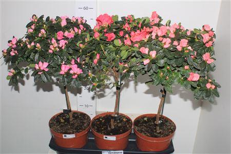 Горшечные цветы и растения оптом Rhodo Ov Op Stam от 3шт из Голландии с доставкой по России