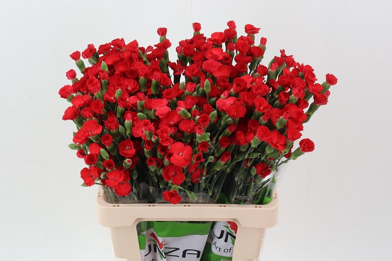 Срезанные цветы оптом Dianthus sp symply love от 100шт из Голландии с доставкой по России