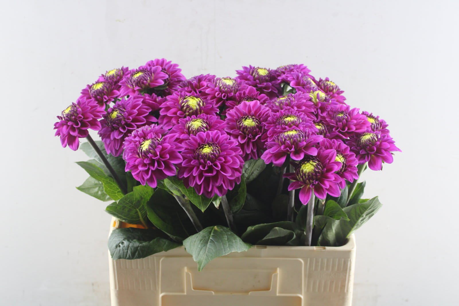 Срезанные цветы оптом Dahlia purple fox от 30шт. из Голландии с доставкой по России
