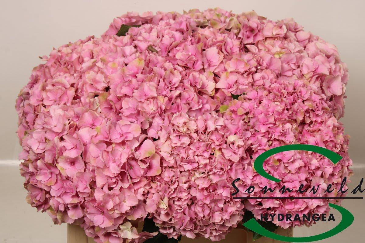 Срезанные цветы оптом Hydrangea royal parade от 10шт. из Голландии с доставкой по России