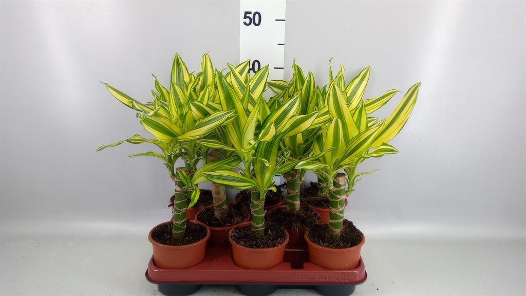 Горшечные цветы и растения оптом Dracaena Frag. yellow Coast A от 8шт из Голландии с доставкой по России