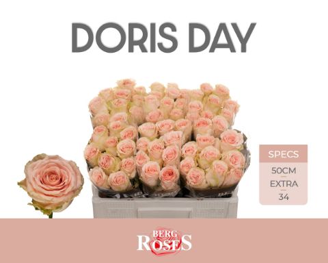 Срезанные цветы оптом Rosa large doris day от 60шт. из Голландии с доставкой по России