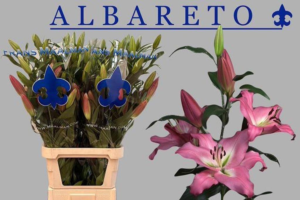 Срезанные цветы оптом Lilium or albareto от 30шт из Голландии с доставкой по России