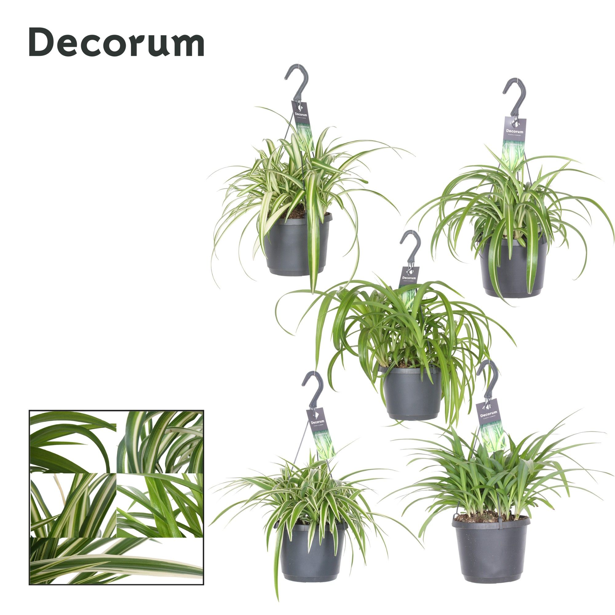 Горшечные цветы и растения оптом Chlorophytum Gemengd от 6шт из Голландии с доставкой по России