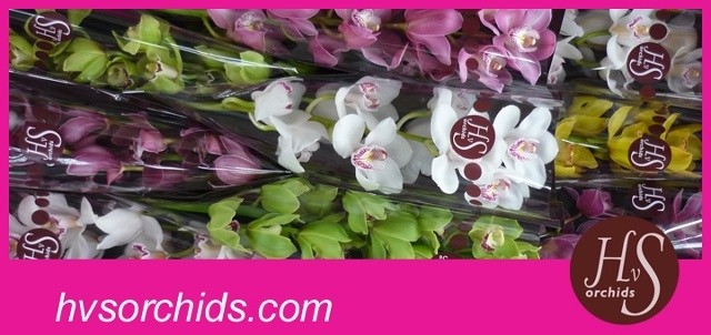 Срезанные цветы оптом Cymbidium mix от 9шт из Голландии с доставкой по России