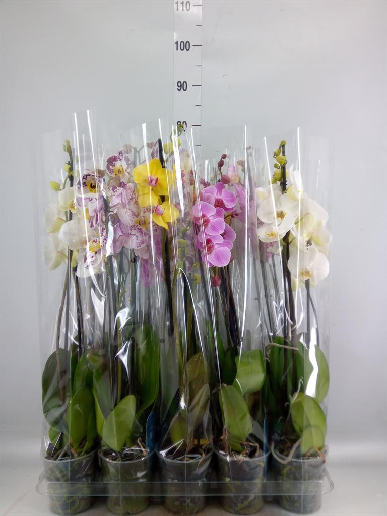 Горшечные цветы и растения оптом Phalaenopsis   ...mix  5 от 10шт из Голландии с доставкой по России