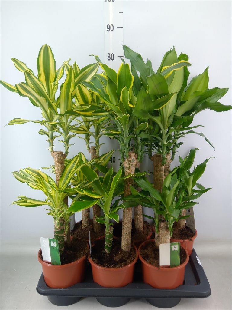 Горшечные цветы и растения оптом Dracaena Frag.   ...mix 3 от 6шт из Голландии с доставкой по России