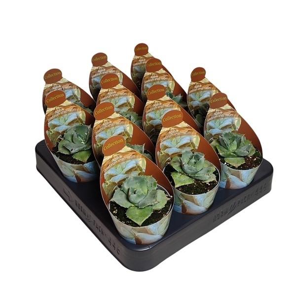 Горшечные цветы и растения оптом Agave Potatorum Shoji Raijin Potcover от 12шт (для телеги) из Голландии с доставкой по России Горшечные цветы и растения оптом Agave Potatorum Shoji Raijin Potcover от 12шт (для телеги) из Голландии с доставкой по России