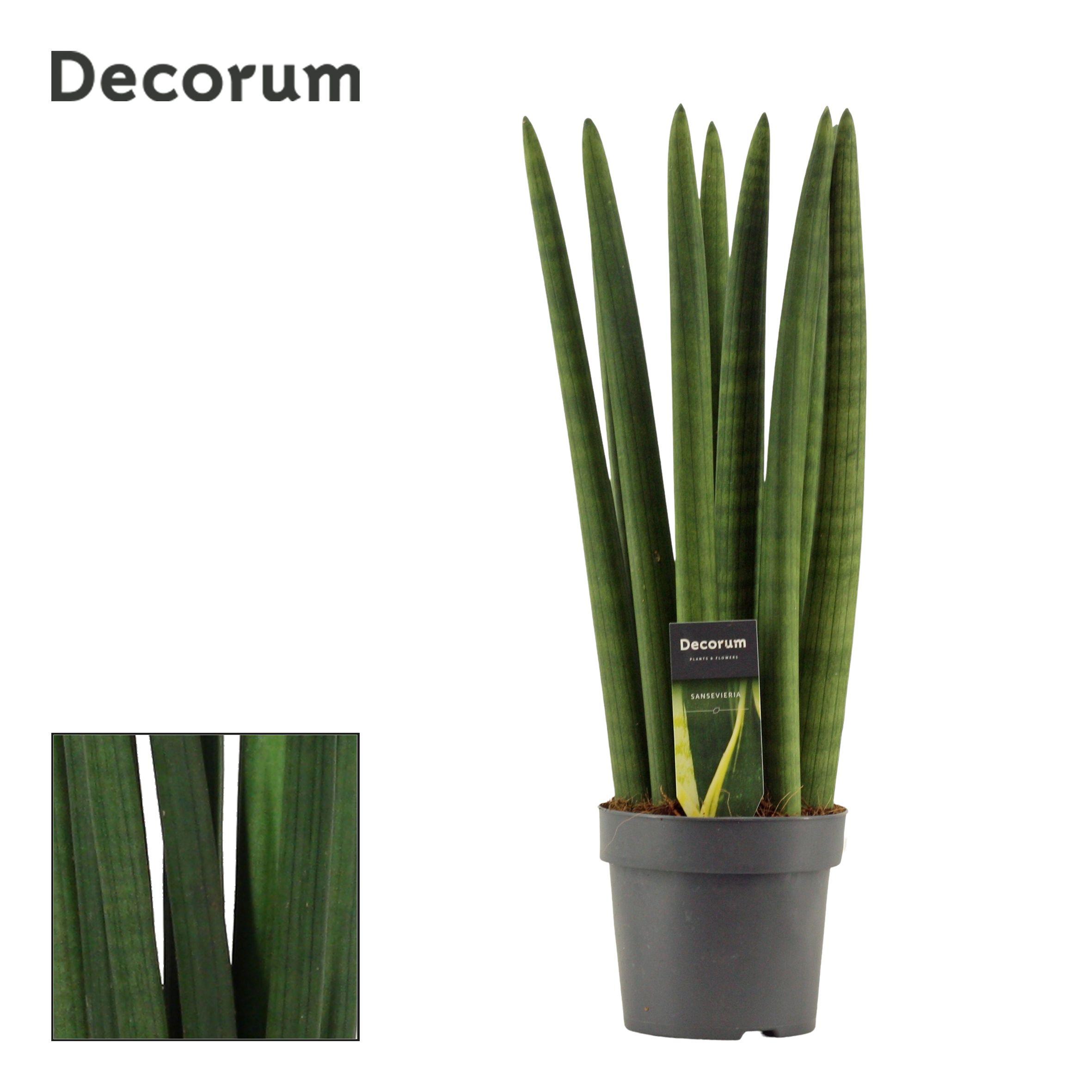 Горшечные цветы и растения оптом Sansevieria Cylindrica Straight (dec) от 7шт из Голландии с доставкой по России