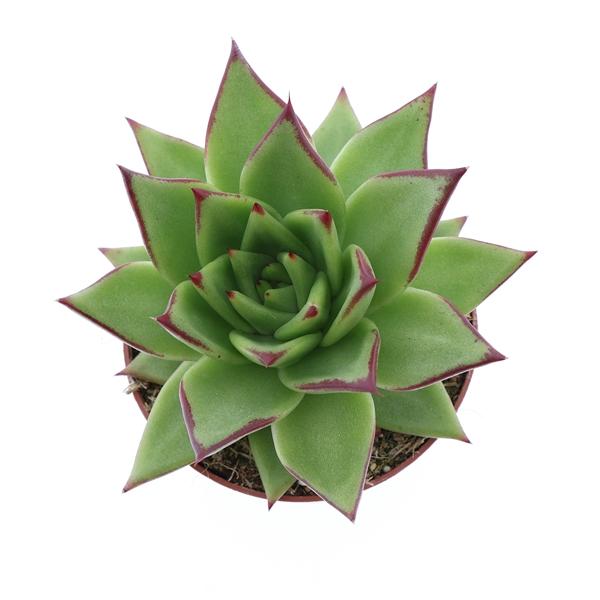 Горшечные цветы и растения оптом Echeveria Agavoides Ebony от 8шт из Голландии с доставкой по России