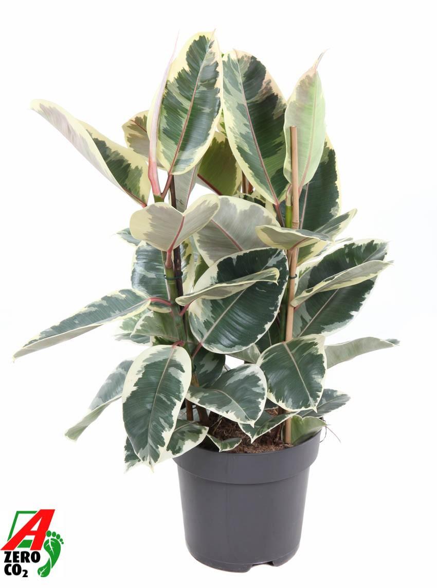Горшечные цветы и растения оптом Ficus El Tineke 3pp от 1шт из Голландии с доставкой по России