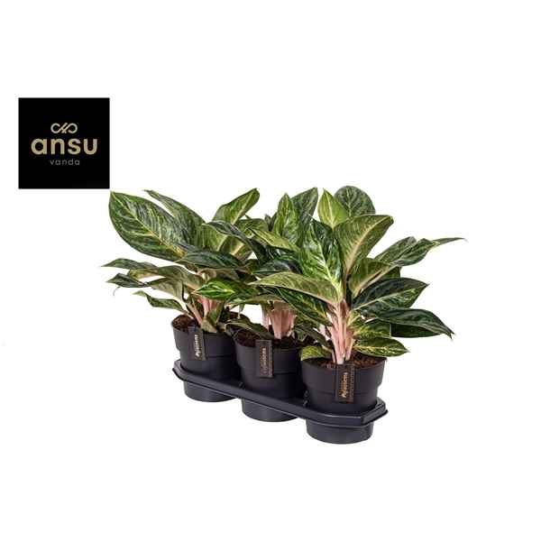 Горшечные цветы и растения оптом Aglaonema Peach Pearl от 3шт из Голландии с доставкой по России