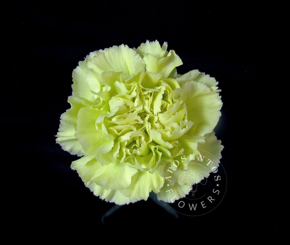 Срезанные цветы оптом Dianthus st voragine от 80шт из Голландии с доставкой по России