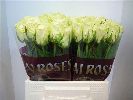 Срезанные цветы оптом Rosa large athena от 400шт из Голландии с доставкой по России