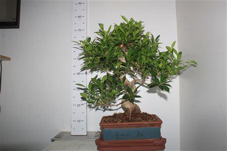 Горшечные цветы и растения оптом Bonsai Ficus Retusa от 1шт из Голландии с доставкой по России
