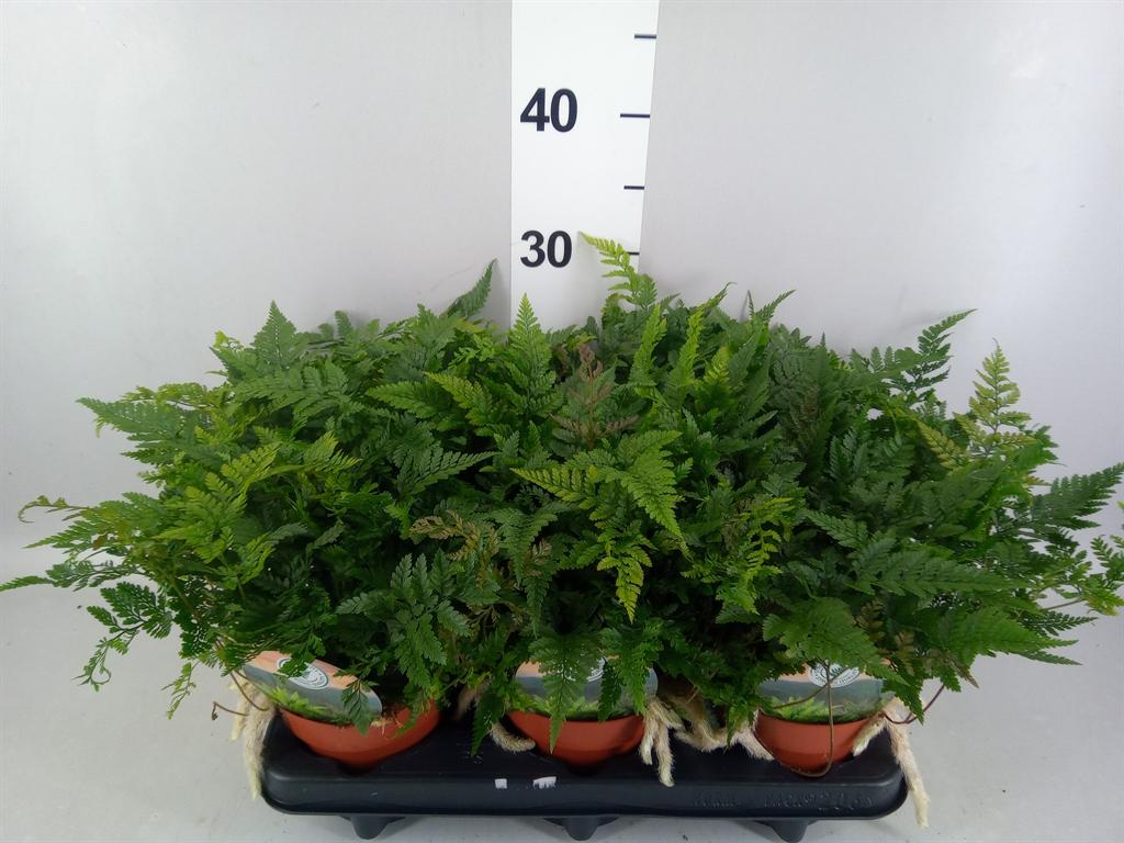 Горшечные цветы и растения оптом Humata Griffithiana Var. Tyermannii от 6шт из Голландии с доставкой по России