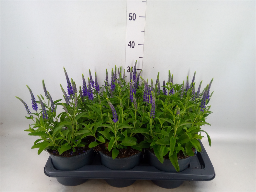 Горшечные цветы и растения оптом Veronica Spicata от 6шт из Голландии с доставкой по России
