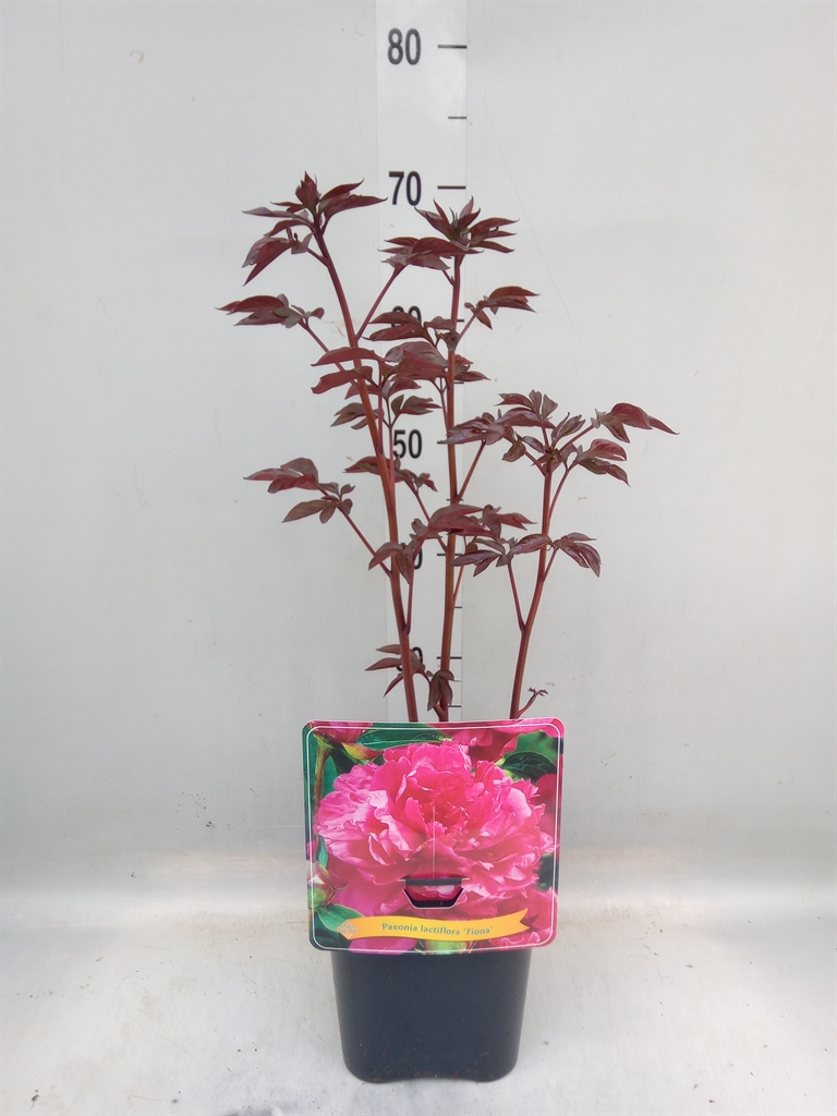 Горшечные цветы и растения оптом Paeonia Lact.   ...mix от 1шт из Голландии с доставкой по России